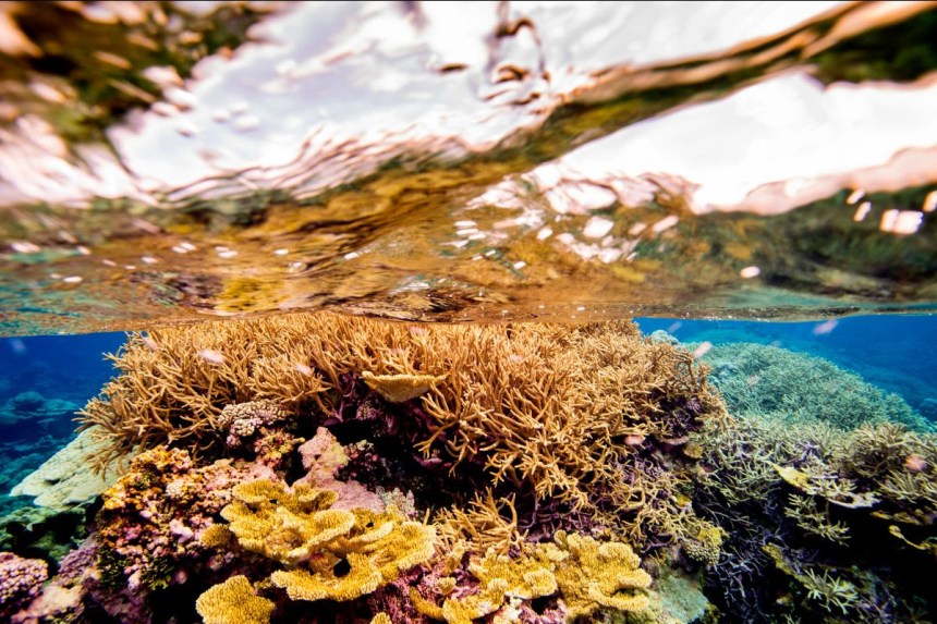 coral Palmyra Atoll Ian Shive