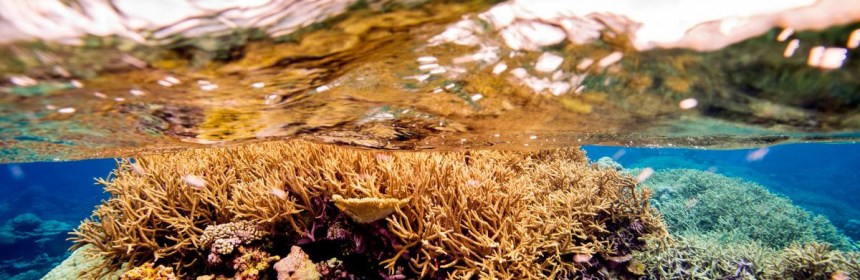 coral Palmyra Atoll Ian Shive