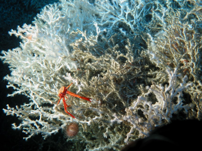deep sea squat lobster USGS