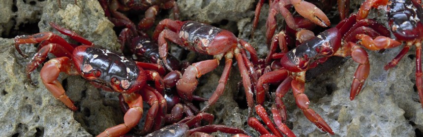 giant red crabs Christmas Island