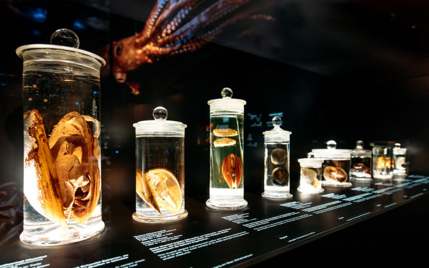 Senckenberg Museum- Deep Sea. Photography- Marcus Sies