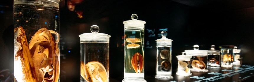 Senckenberg Museum- Deep Sea. Photography- Marcus Sies