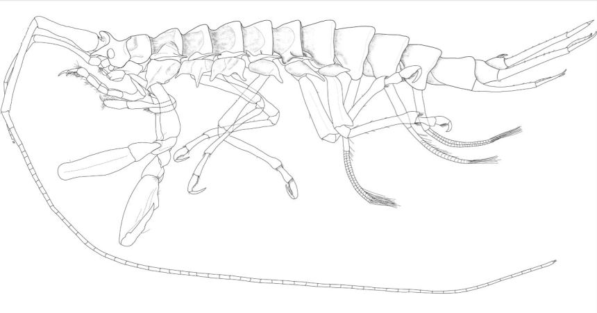 New Antarctic crustacean species