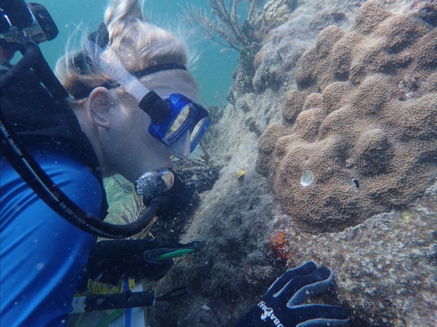 Mote's Dr. Hanna Koch observes outplanted mountainous star coral at a reef in the Florida Keys.