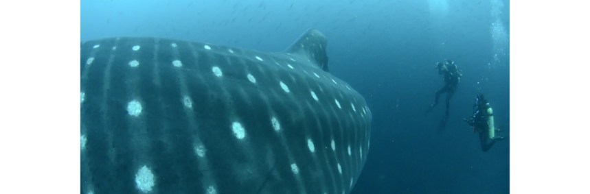 whale shark