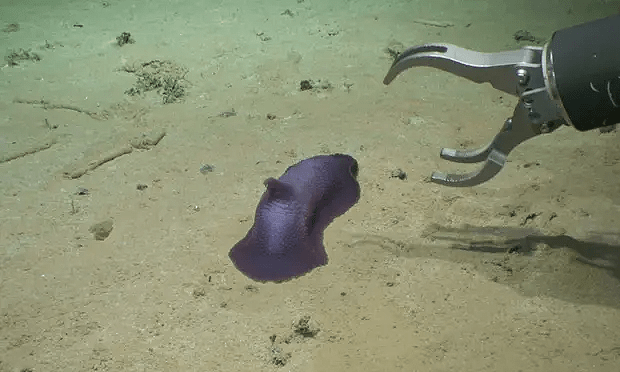 Scientists find 30 potential new species at bottom of ocean