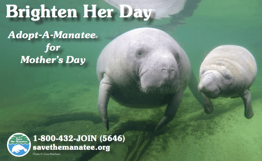 Save the Manatee