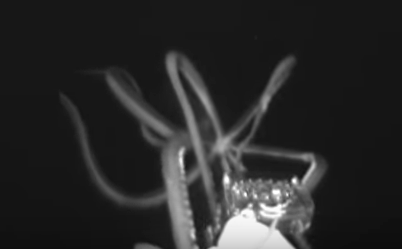 giant squid video still